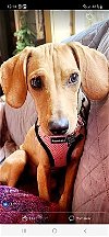 adoptable Dog in portland, OR named Poppy