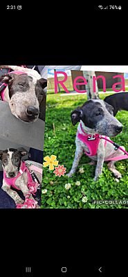 adoptable Dog in Portland, OR named Rena