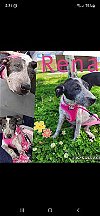 adoptable Dog in  named Rena