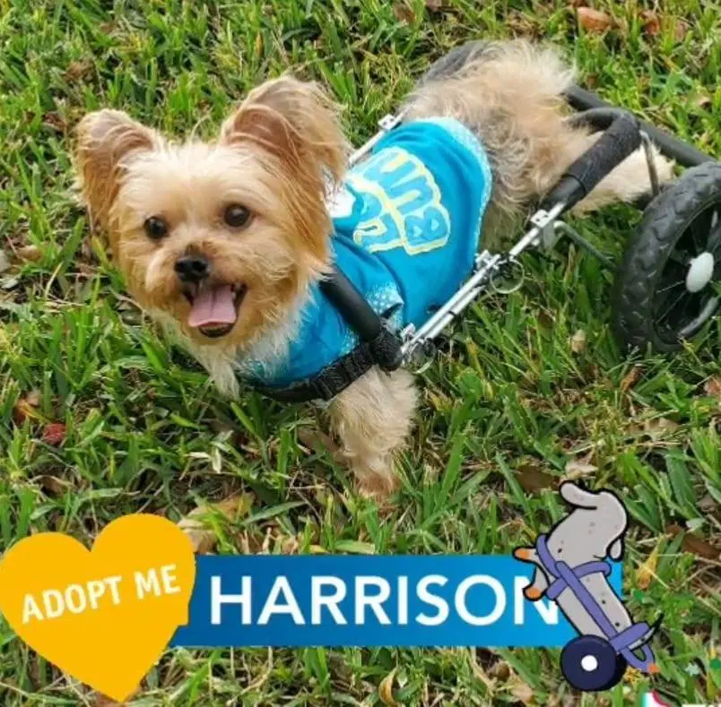 Harrison On Wheels - Yorkshire Terrier Yorkie