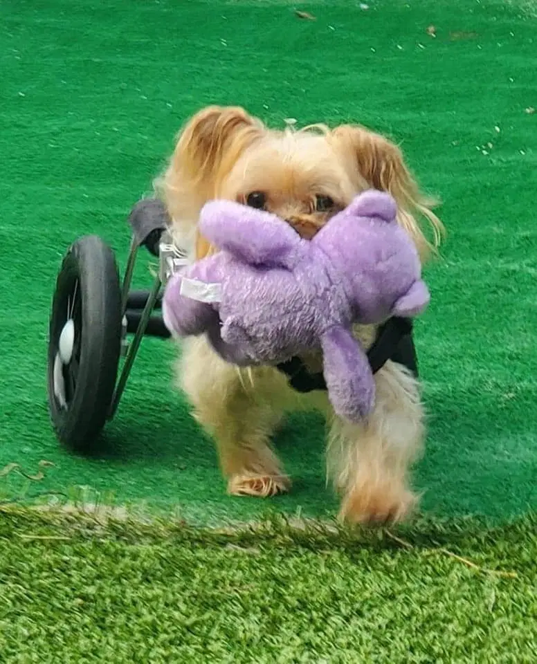 Harrison On Wheels image 3