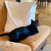 adoptable Cat in west palm beach, FL named Beauty Queen