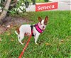 adoptable Dog in  named Seneca