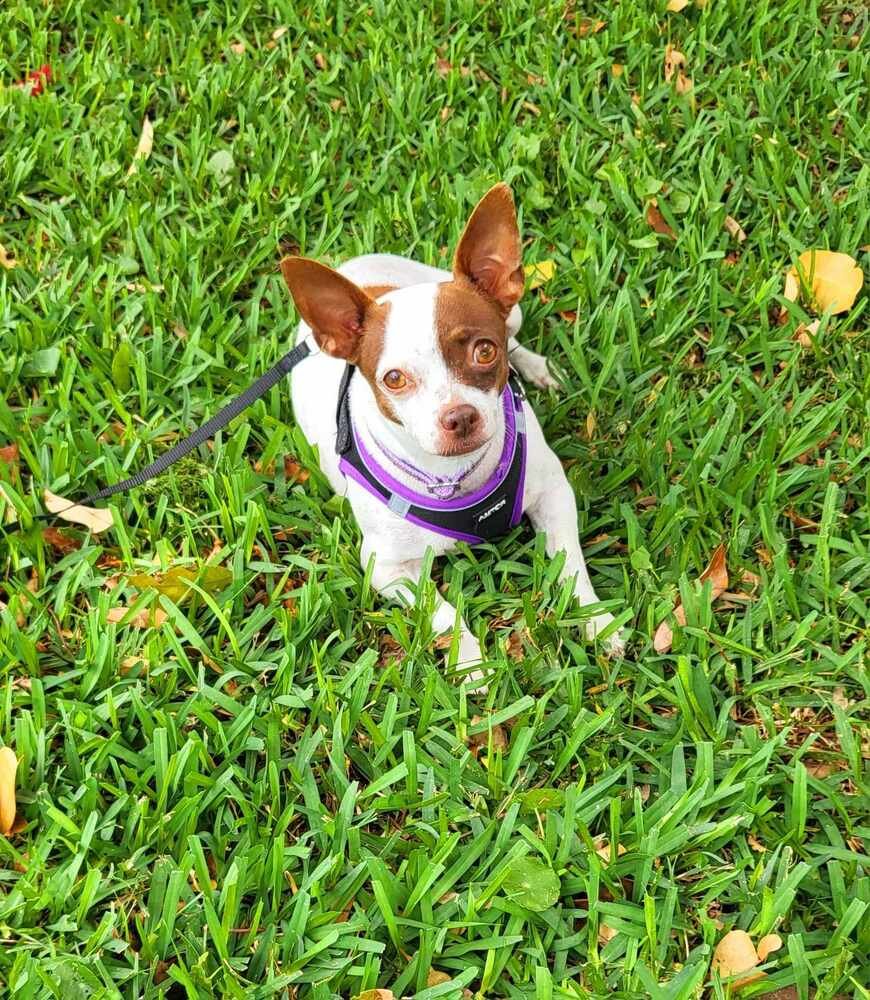 adoptable Dog in West Palm Beach, FL named Seneca