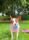 adoptable Dog in  named Marcia