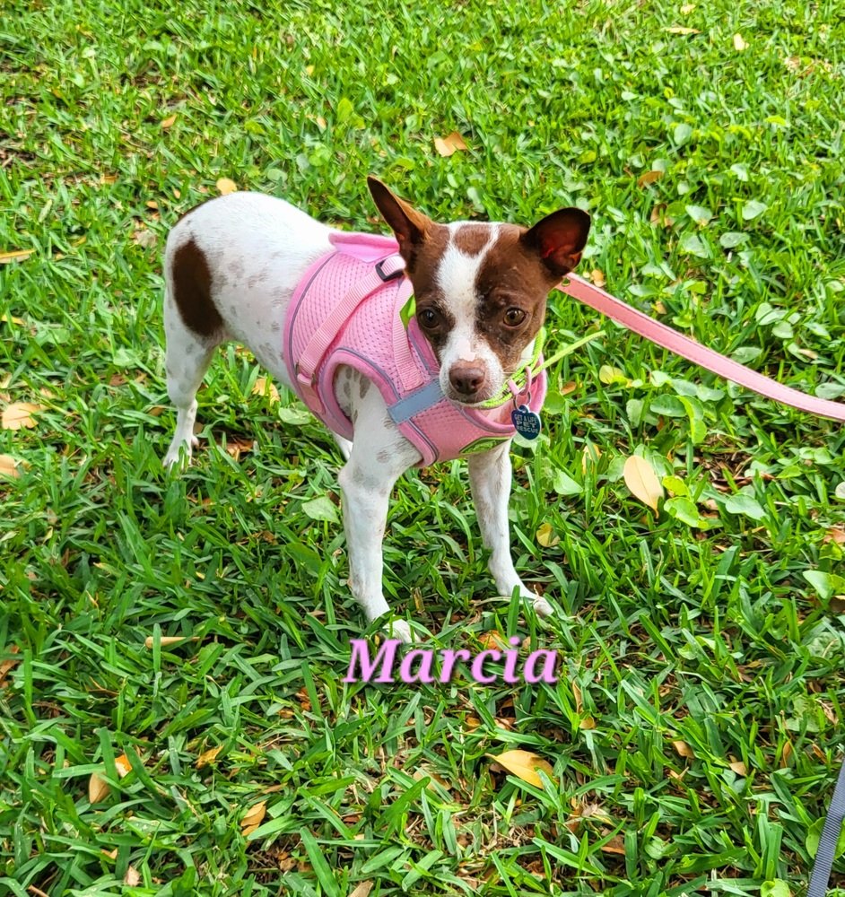 adoptable Dog in West Palm Beach, FL named Marcia