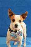 adoptable Dog in , FL named Bronson