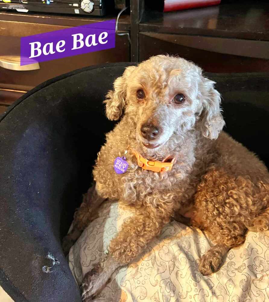 adoptable Dog in West Palm Beach, FL named Bae Bae