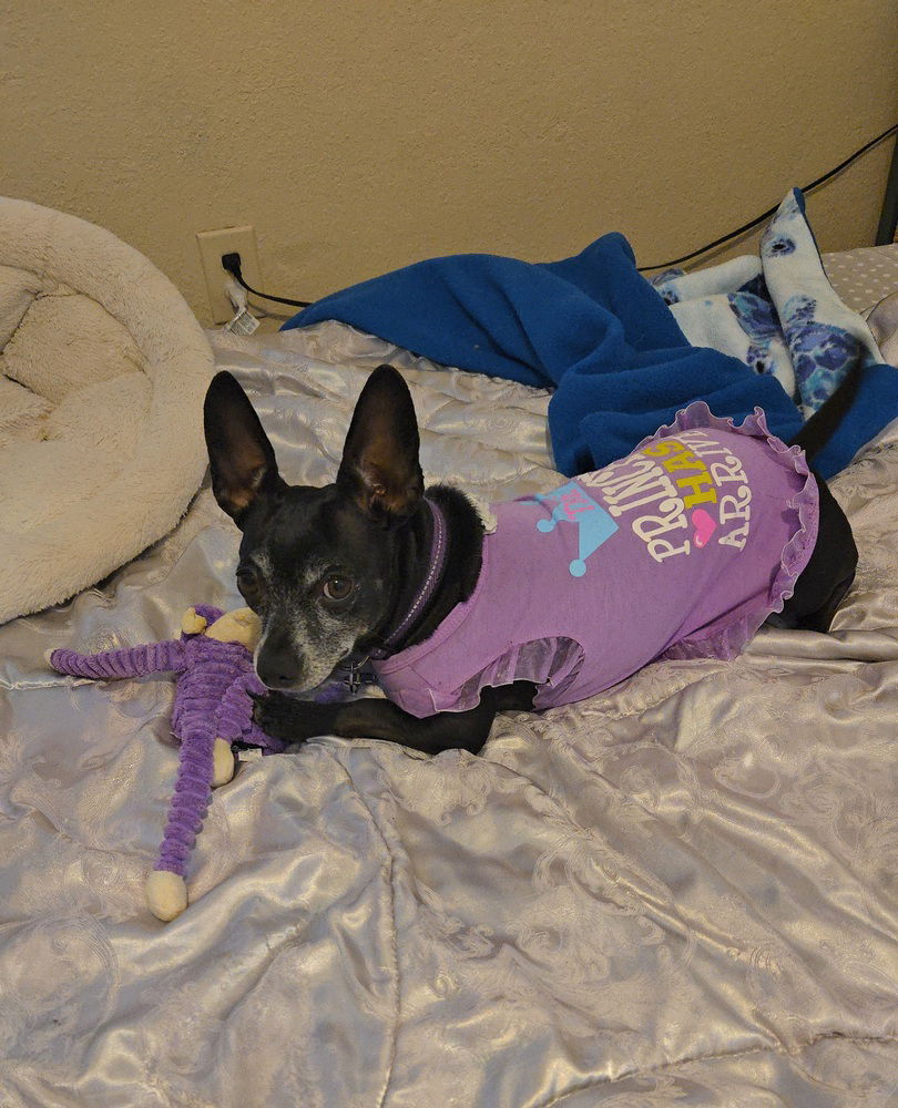 adoptable Dog in West Palm Beach, FL named Chamoy {female}