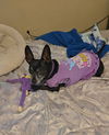 adoptable Dog in  named Chamoy {female}