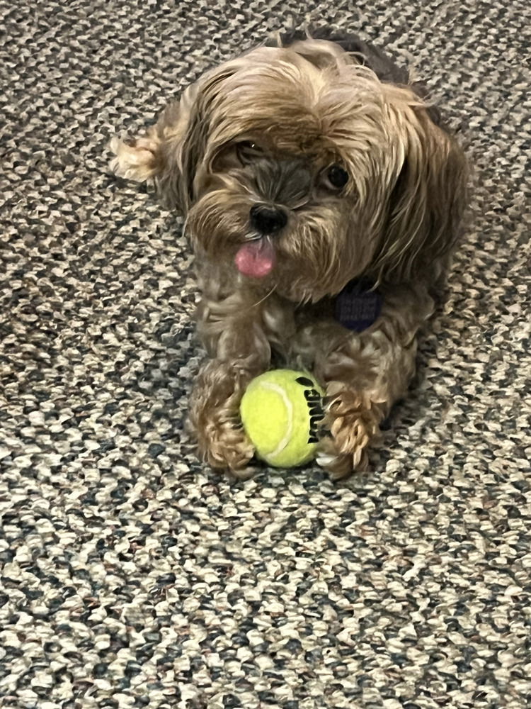 adoptable Dog in West Palm Beach, FL named Clementine