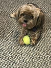 adoptable Dog in  named Clementine