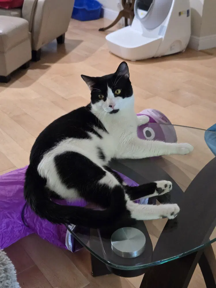Storm - Domestic Short Hair