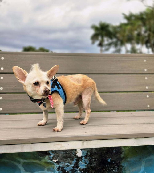 picture of the dog needing adoption
