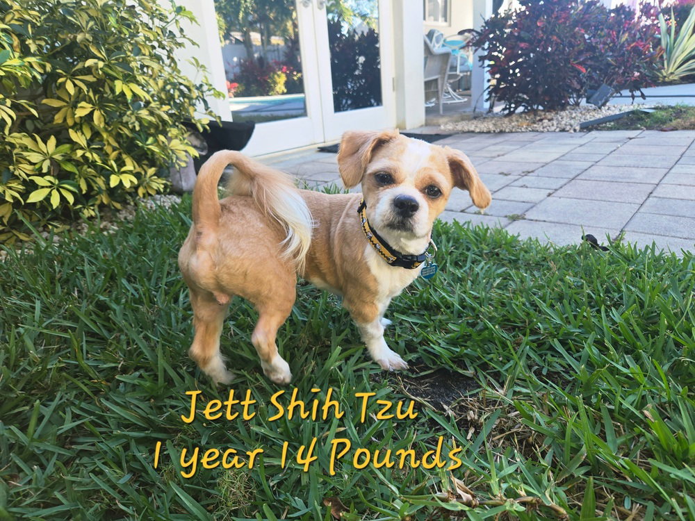 Jett