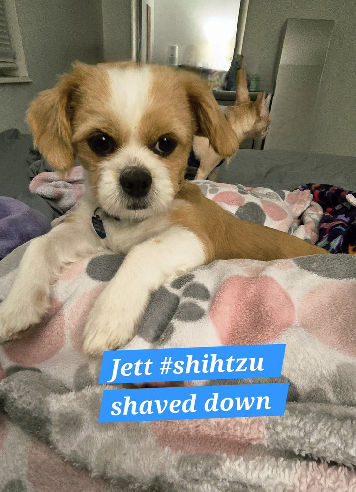 Jett