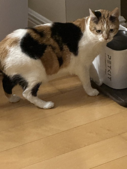 Celeste, Adult Calico, cat for adoption in Jupiter, Florida
