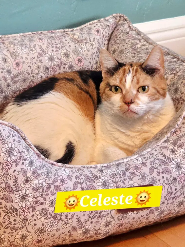 Celeste image 3