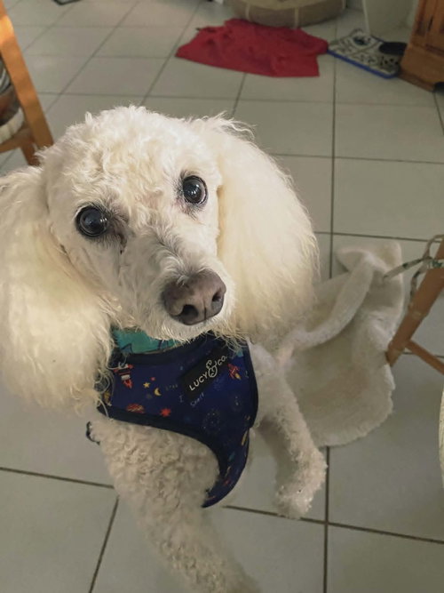 Dash, an adoptable Bichon Frise in Plantation, FL