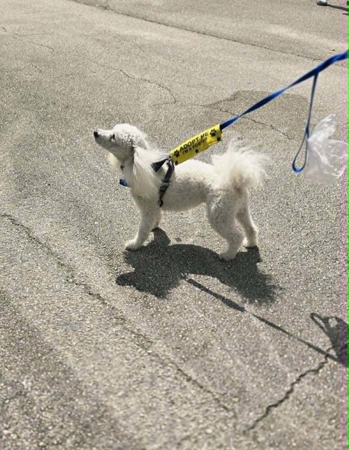 Dash, an adoptable Bichon Frise in Plantation, FL