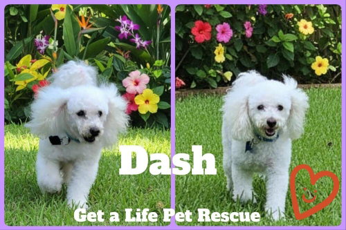 Dash, an adoptable Bichon Frise in Plantation, FL