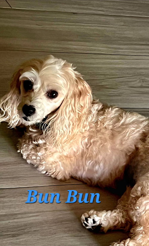 picture of the dog needing adoption