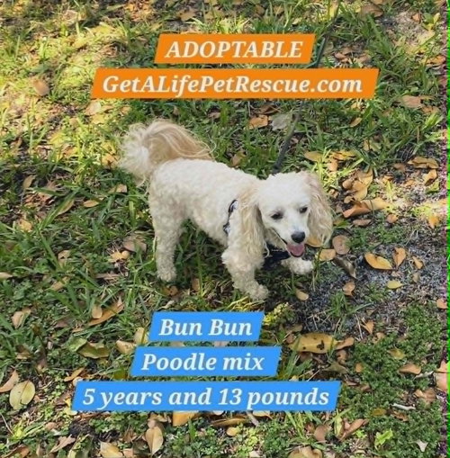 Bun Bun, an adoptable Poodle in Plantation, FL