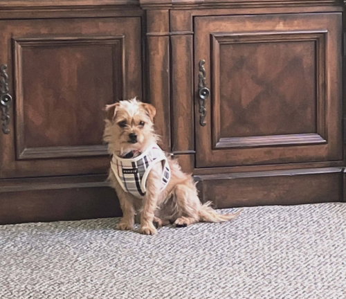picture of the dog needing adoption