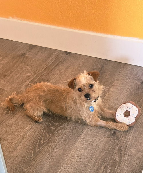 Pimento, an adoptable Yorkshire Terrier Yorkie in Plantation, FL