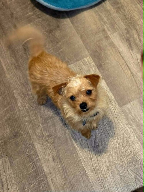 Pimento, an adoptable Yorkshire Terrier Yorkie in Plantation, FL