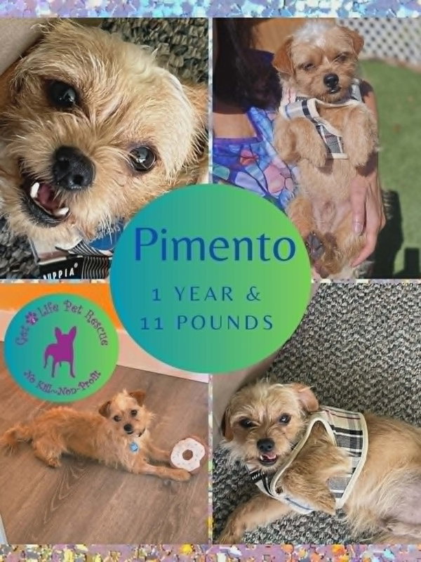 Pimento