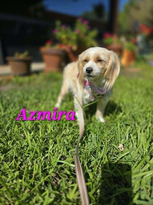 Azmira, an adoptable Maltese in Plantation, FL