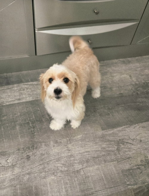 Azmira, an adoptable Maltese in Plantation, FL