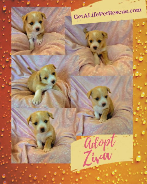 Ziva, an adoptable Maltese in Plantation, FL
