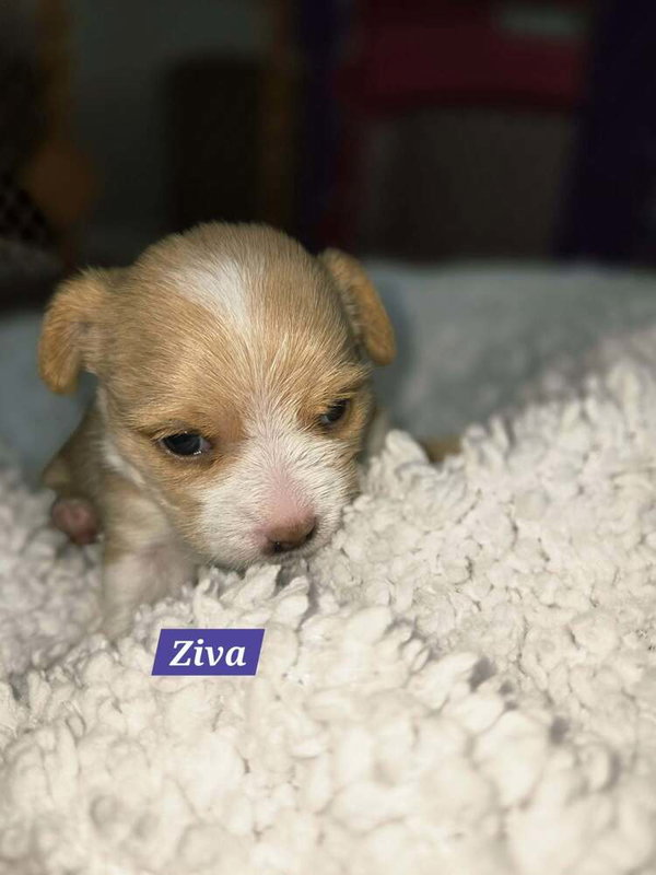 Ziva