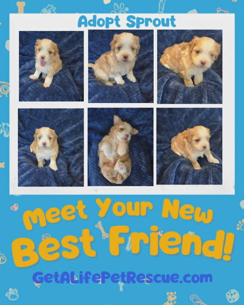 Sprout, an adoptable Shih Tzu in Plantation, FL