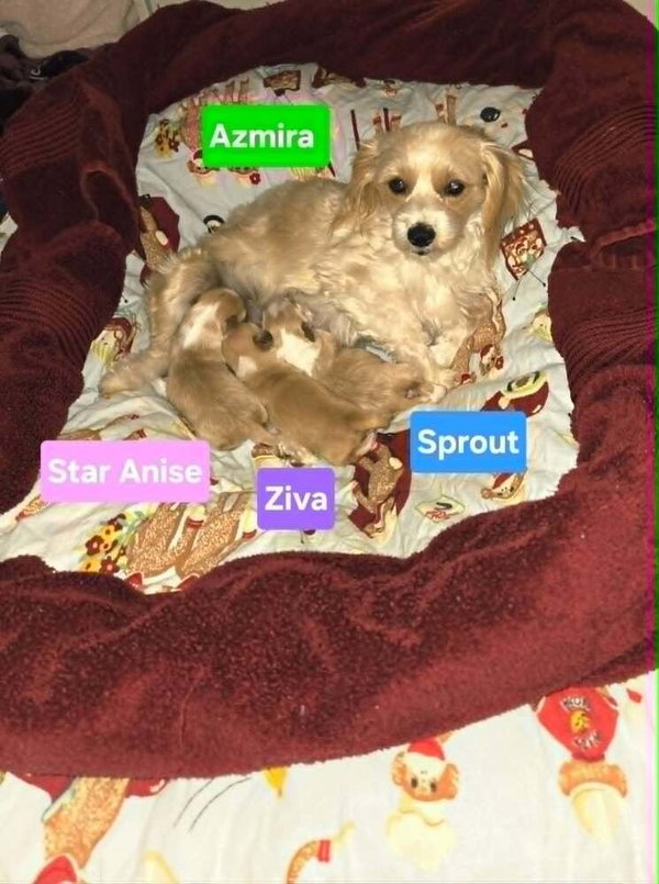 Sprout