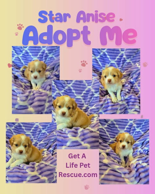 Star Anise, an adoptable Maltese in Plantation, FL