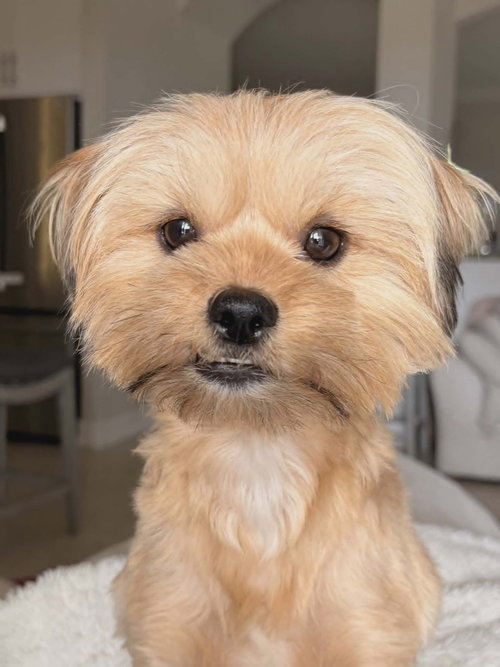 Zyrella, an adoptable Yorkshire Terrier Yorkie in Plantation, FL