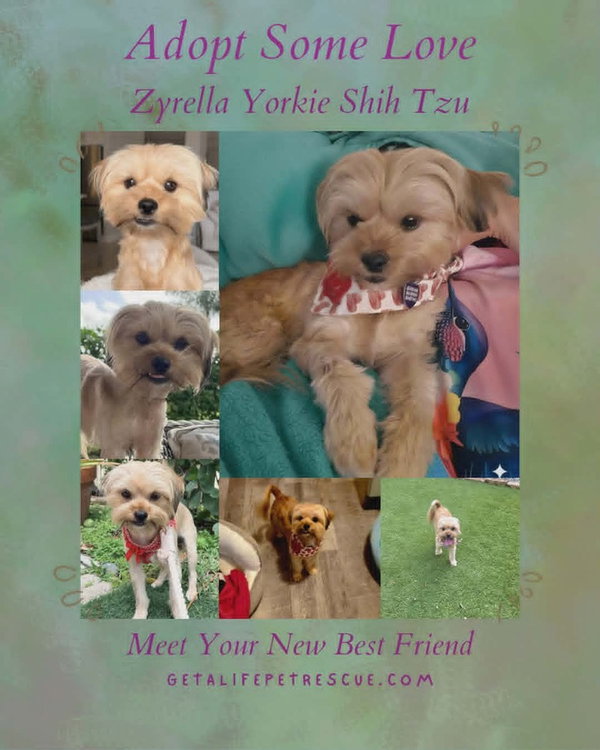 Zyrella