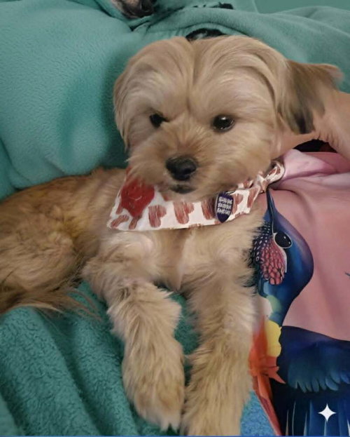 Zyrella, an adoptable Yorkshire Terrier Yorkie in Plantation, FL