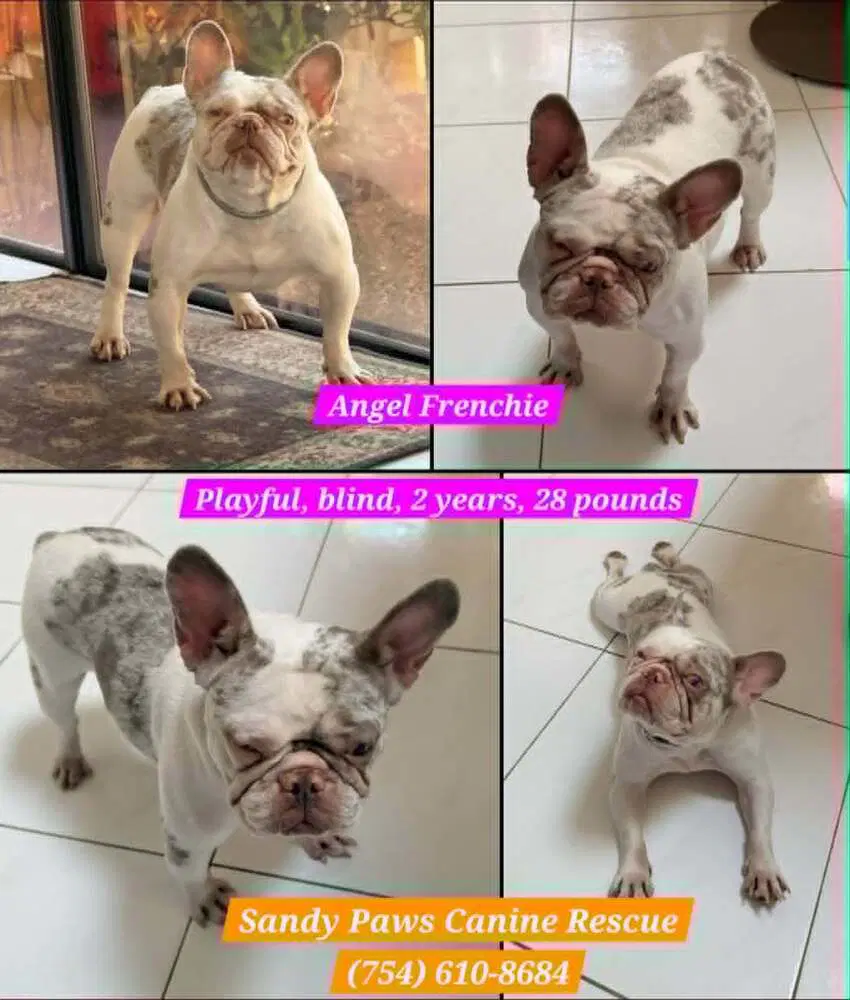 Angel - French Bulldog