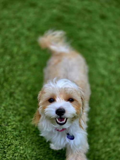 Azmira, an adoptable Maltese in Plantation, FL
