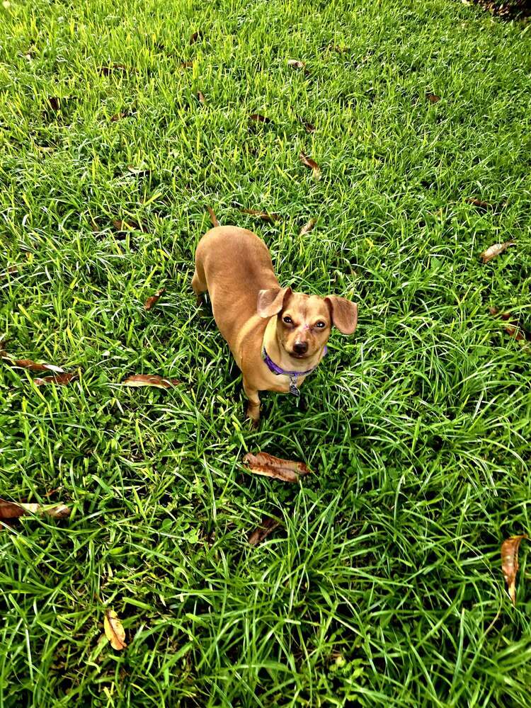Brookie - Dachshund