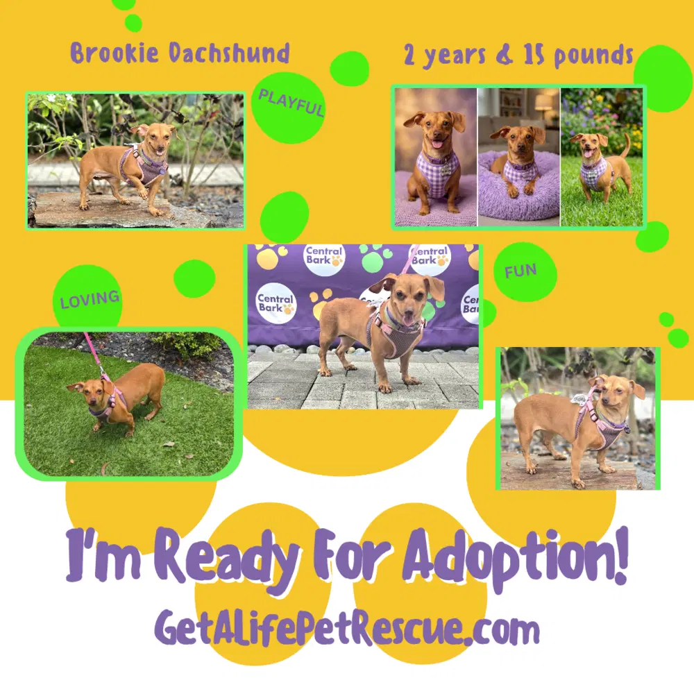 Brookie - Dachshund