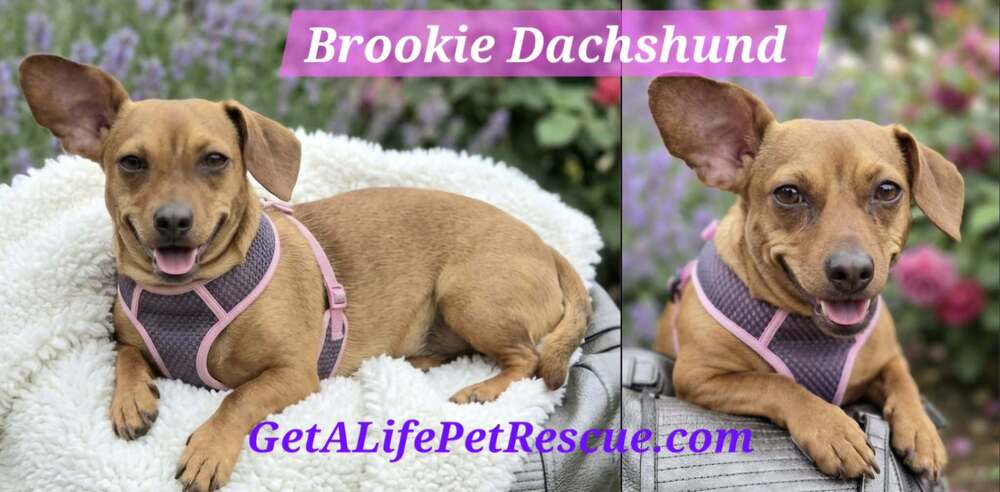 Brookie, photo 3