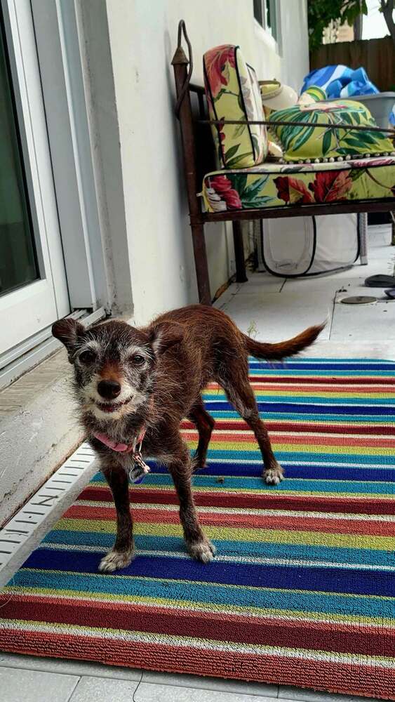 Lula - Chihuahua