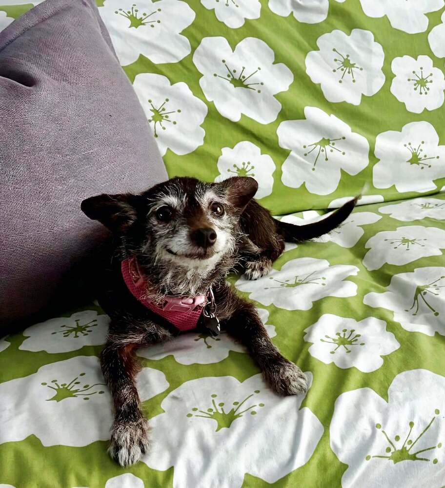 Lula image 2