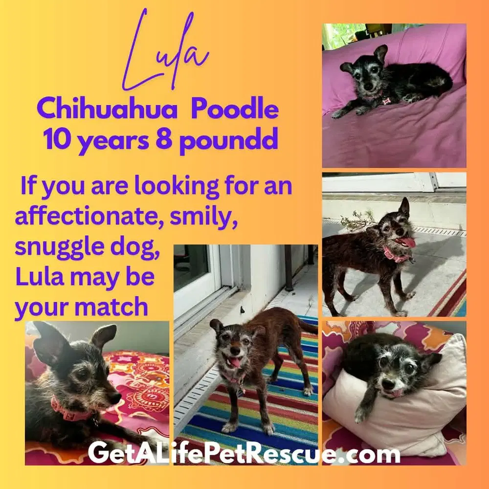 Lula image 3