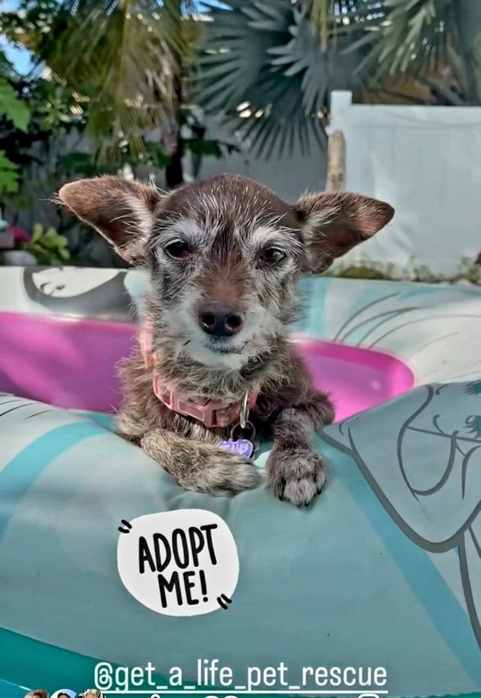 Lula, Chihuahua